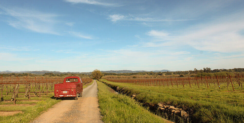 Bacigalupi truck in vineyards