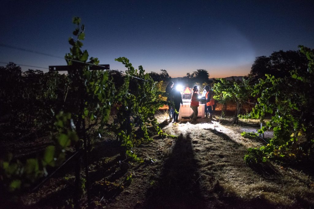 Night harvesting at Bacigalupi Vineyards