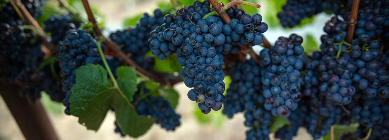 A perfect cluster of Pinot Noir grapes still on the vine.